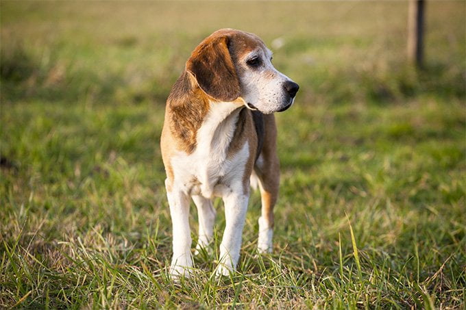 foto Perro Foxhound Americano