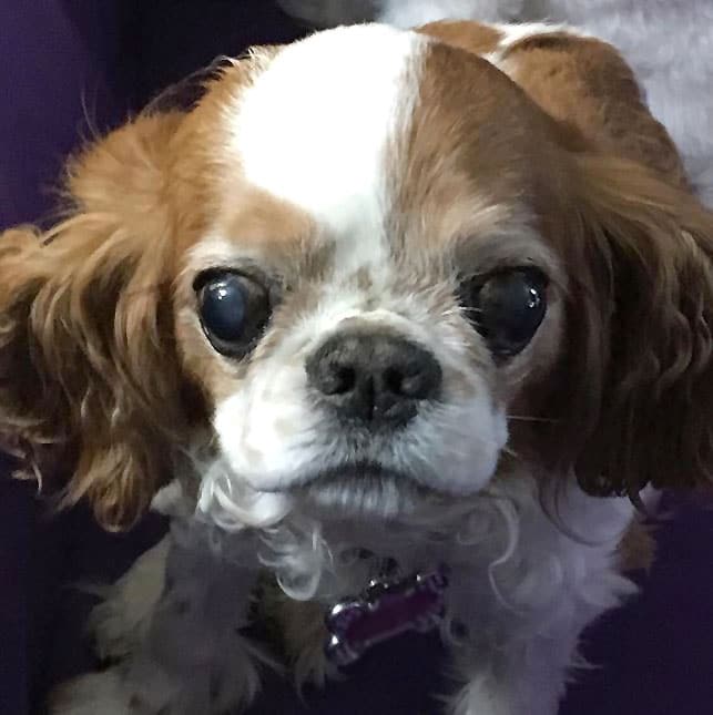 foto Perro de raza Toy Spaniel Inglés