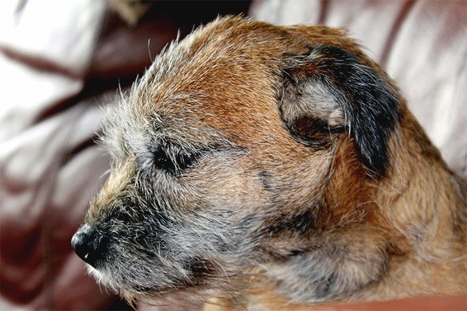 foto Perro Border Terrier