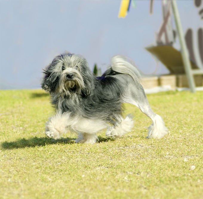 foto Perro Lowchen