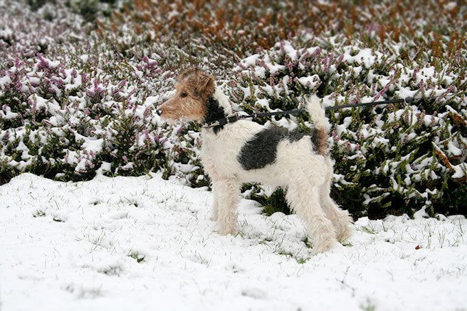 foto Perro Fox Terrier