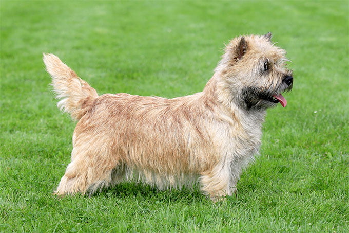 foto Perro Norwich Terrier