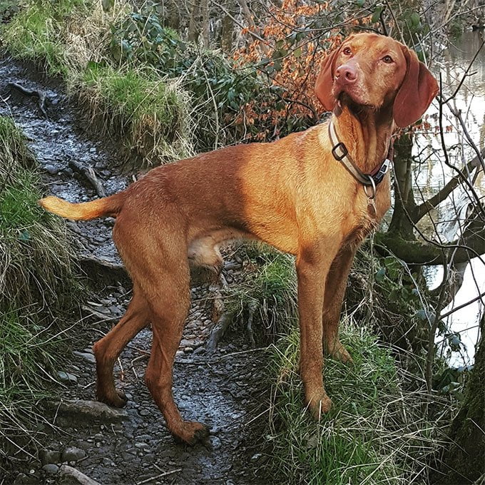 foto Perro Vizsla