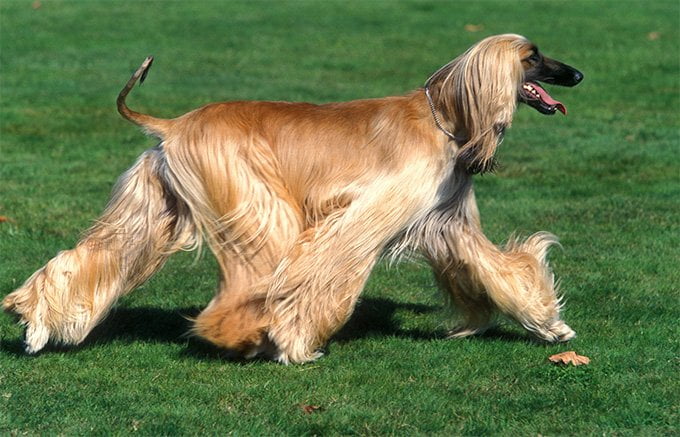 foto Perro de raza afgana