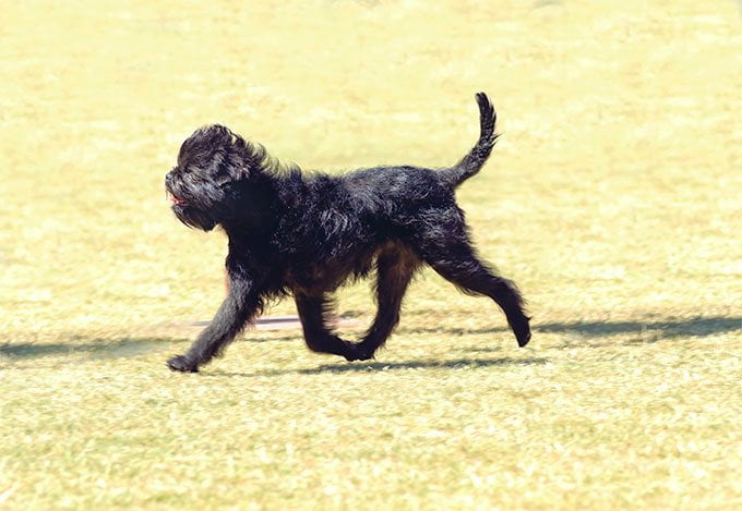 foto Perro Affenpinscher