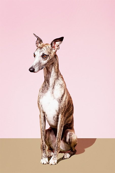 foto Información, fotos, características y datos de la raza de perro Whippet