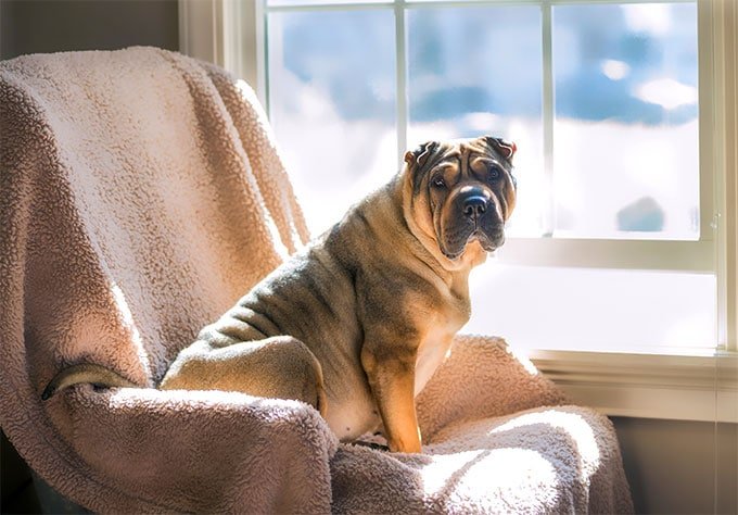 foto Perro Shar-Pei Chino