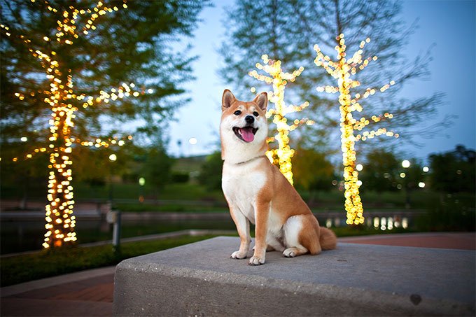 foto Perro Shiba Inu