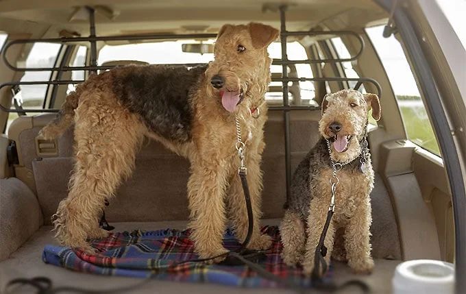 foto Perro Welsh Terrier