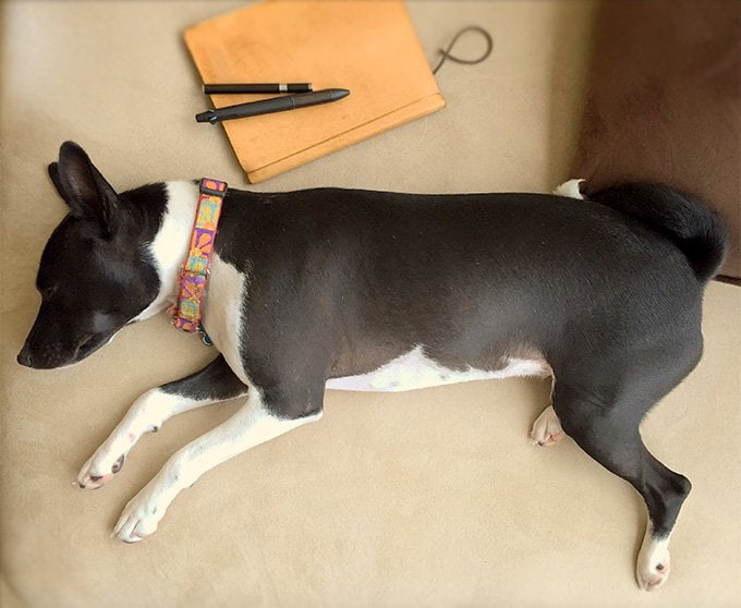 foto Perro Basenji