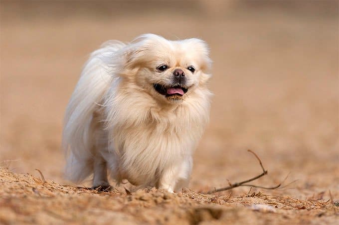 foto Perro Pekinés