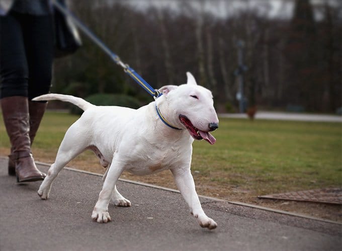 foto Perro Bull Terrier