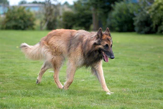 foto Perro Tervuren Belga