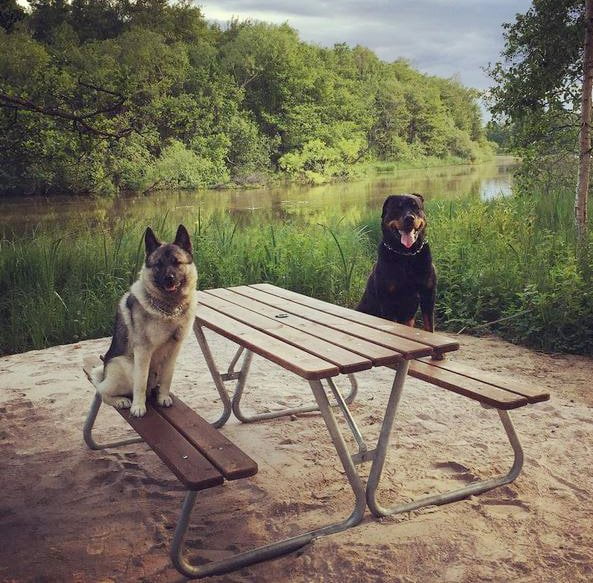 foto Perro de raza alkhound noruego