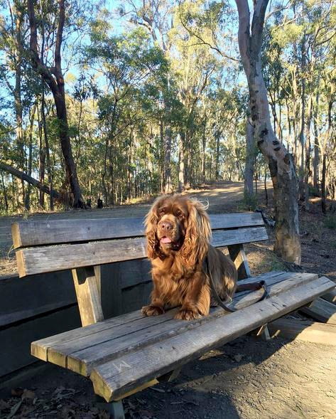 foto Perro de Sussex Spaniel