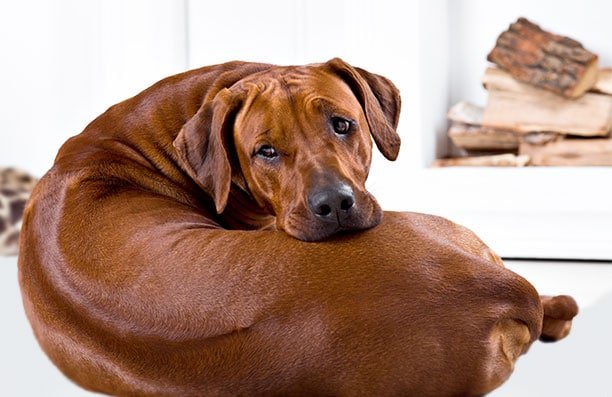 foto Información, fotos, características y datos de la raza de perro Rhodesian Ridgeback