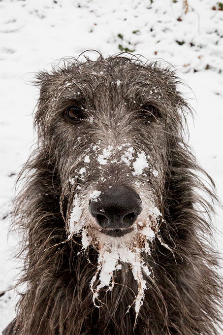 foto Deerhound escocés - Información, fotos, características y hechos