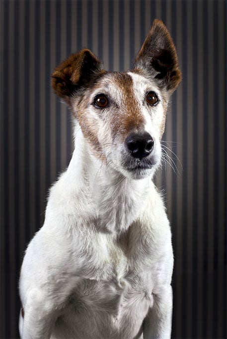 foto Perro Fox Terrier