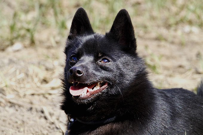 foto Perro Schipperke