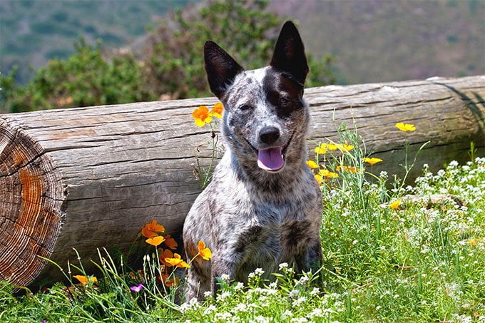 foto Perro Boyero Australiano