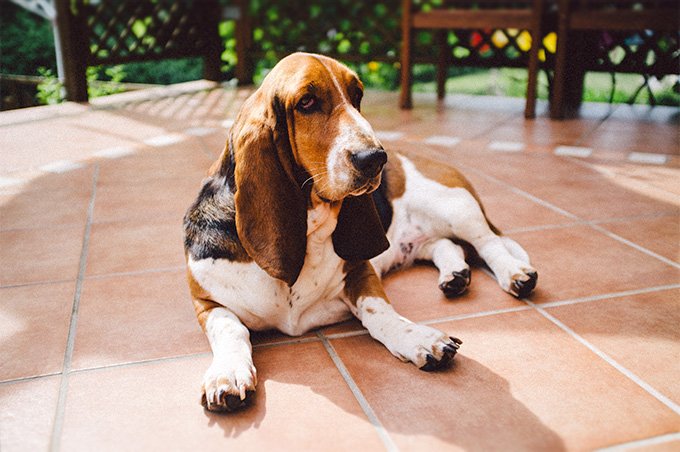 foto Perro Basset Hound