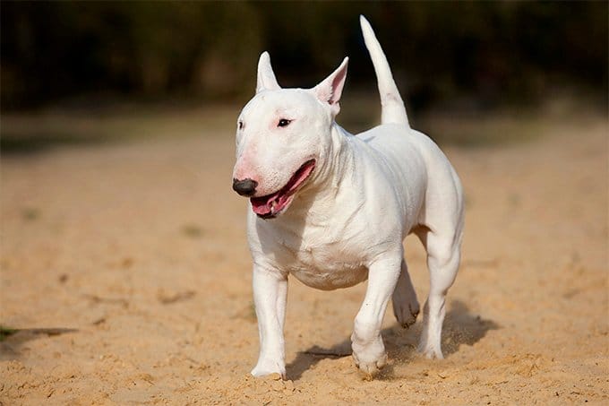 foto Perro Bull Terrier