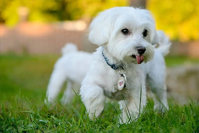 foto Perro Maltés