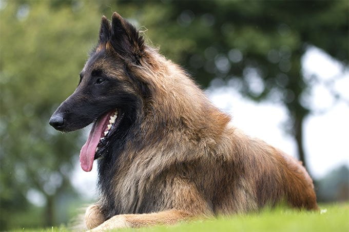 foto Perro Tervuren Belga