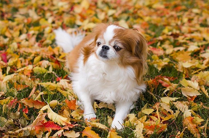 foto Perro Chin Japonés