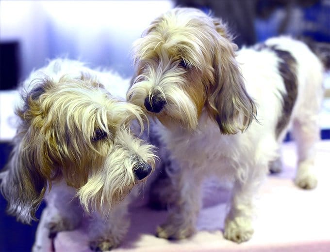 foto Perro de raza Petit Basset Griffon Vendeen