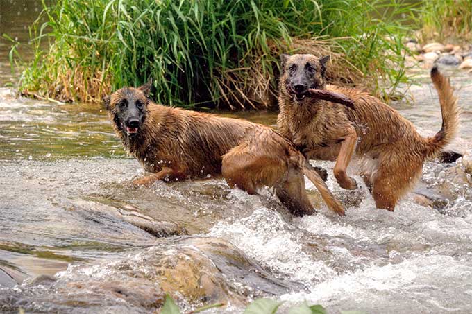 foto Información, fotos, características y datos de la raza de perro Belga Malinois