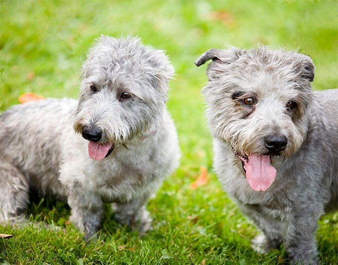 foto Perro Terrier de Glen of Imaal