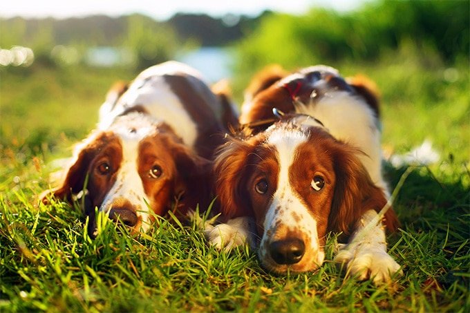 foto Perro Welsh Springer Spaniel