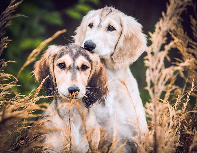 foto Información sobre la raza de perro Saluki, fotos, características y hechos
