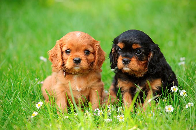 foto Perro Cavalier King Charles Spaniel