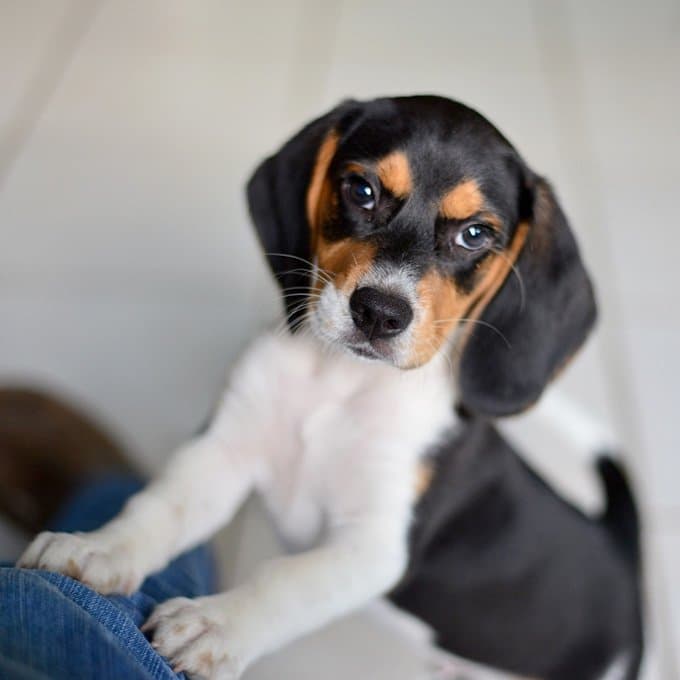 foto Perro Beagle