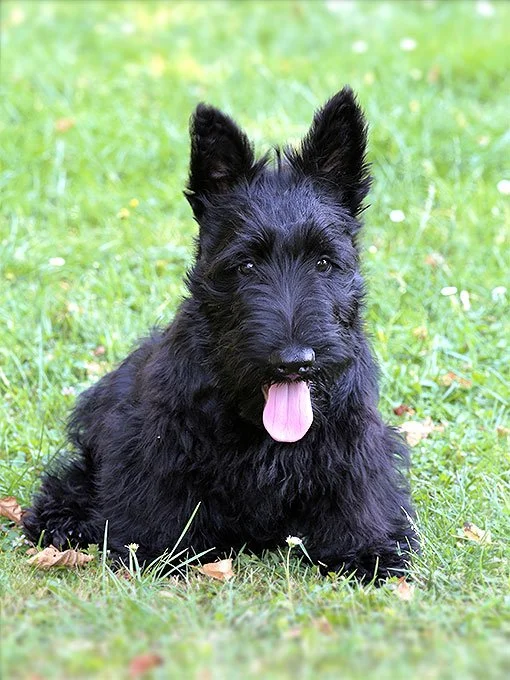 foto Perro Terrier Escocés