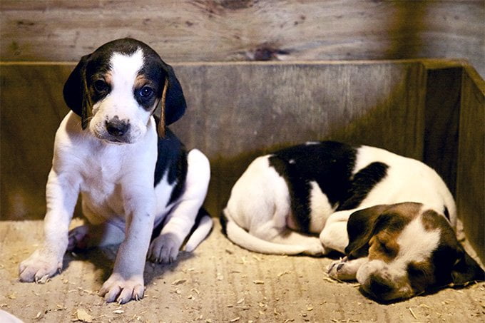 foto Perro Foxhound Americano