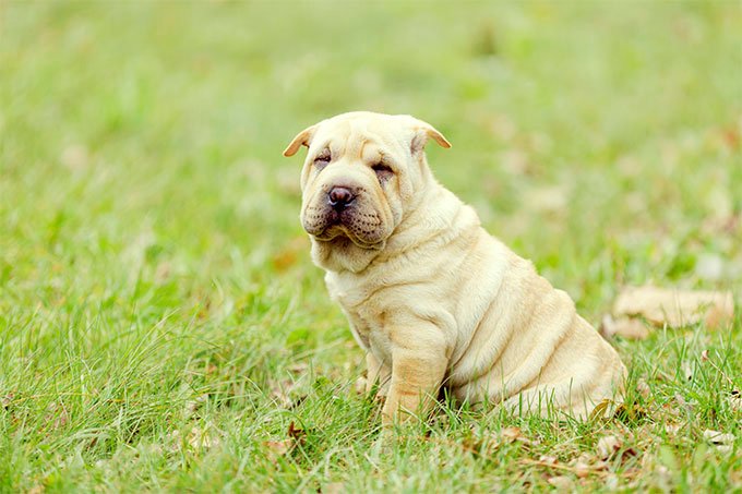 foto Perro Shar-Pei Chino