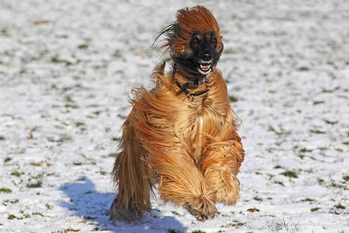 foto Perro de raza afgana