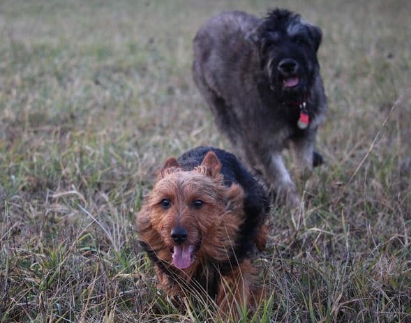 foto Perro Terrier Australiano