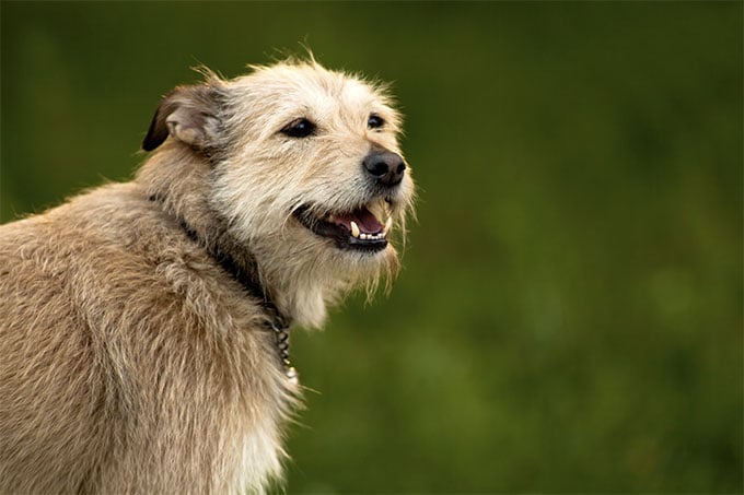 foto Perro Norfolk Terrier