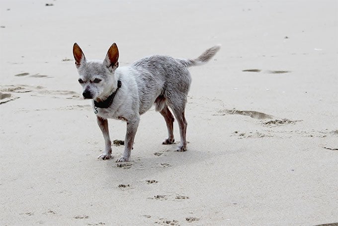 foto Perro Chihuahua