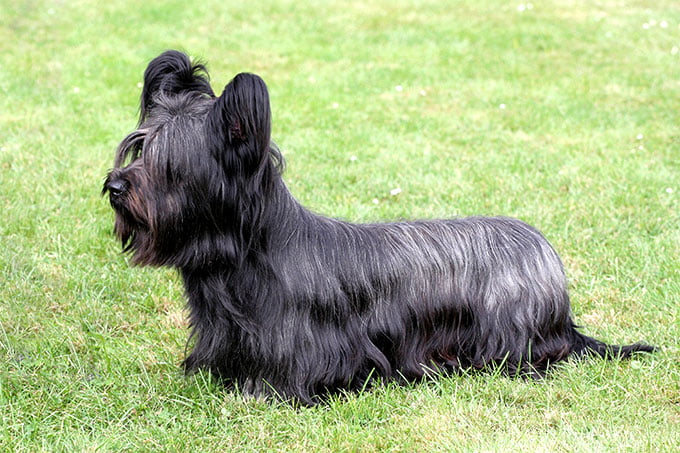 foto Perro Skye Terrier