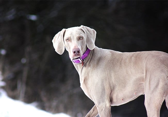 foto Perro Weimaraner