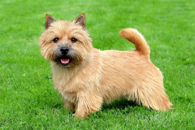 foto Perro Norwich Terrier