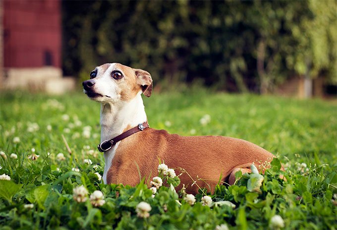 foto Perro Galgo Italiano