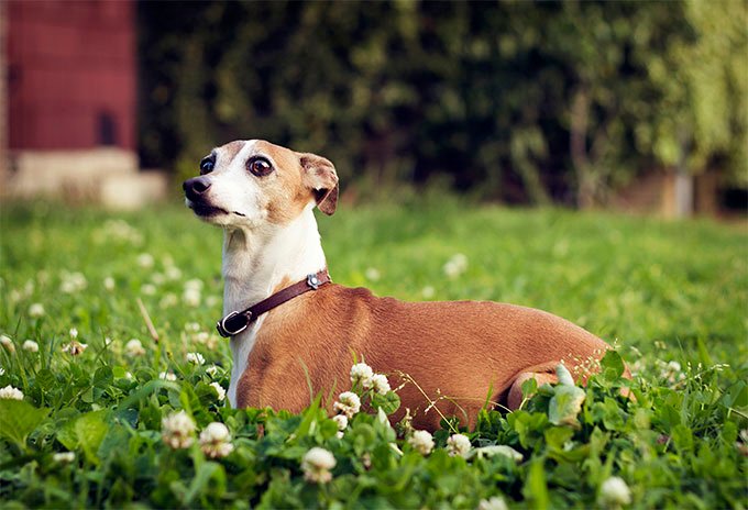 foto Perro Galgo Italiano