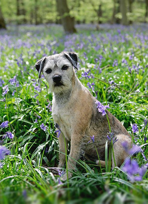 foto Perro Border Terrier