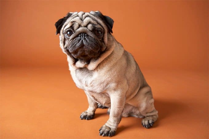 foto Perro Pug